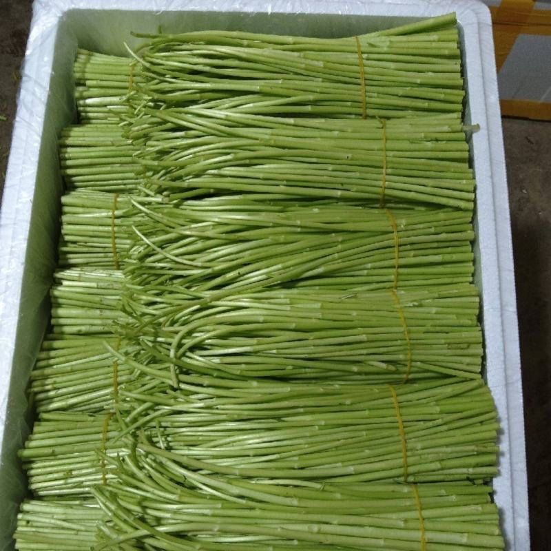精品【芦蒿】对接电商市场商超等各类客户
