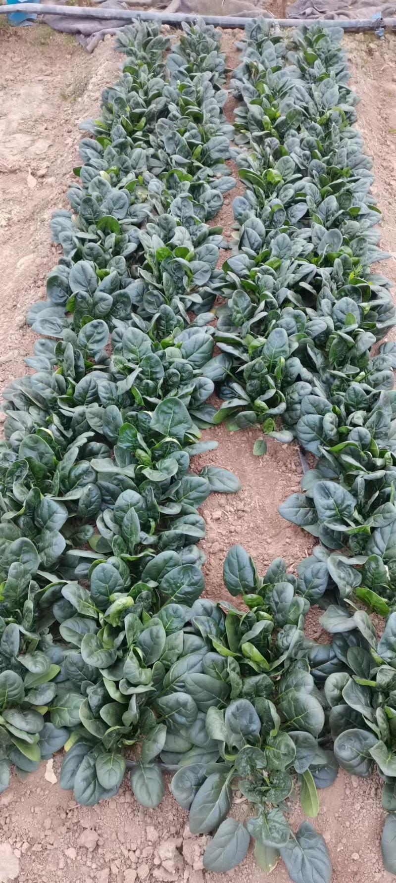黑冠菠菜种子圆叶直立型品种耐寒品种种子