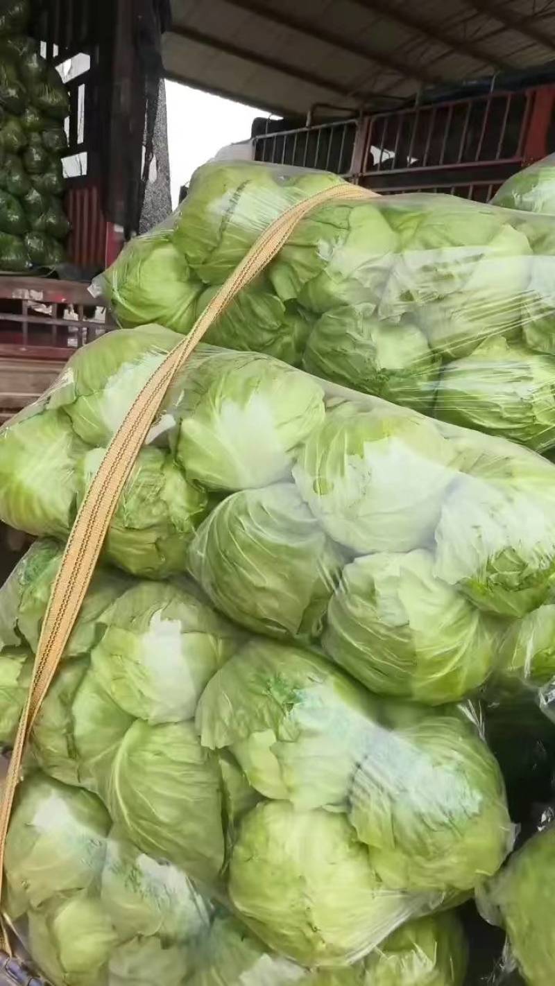 【精品甘蓝】中甘甘蓝现摘现发一手货源量大从优来电优惠