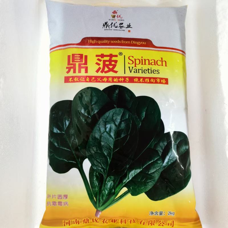 鼎优D18进口直立菠菜种子中熟产量高长势强高产抗病耐寒耐