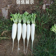 白萝卜销售