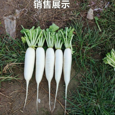 白萝卜销售