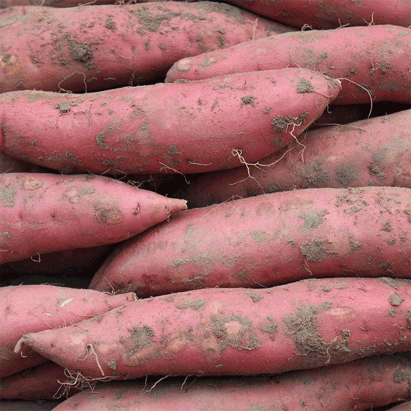 西瓜红红薯济薯21济薯26品种规格齐全货源充足量大价优电联