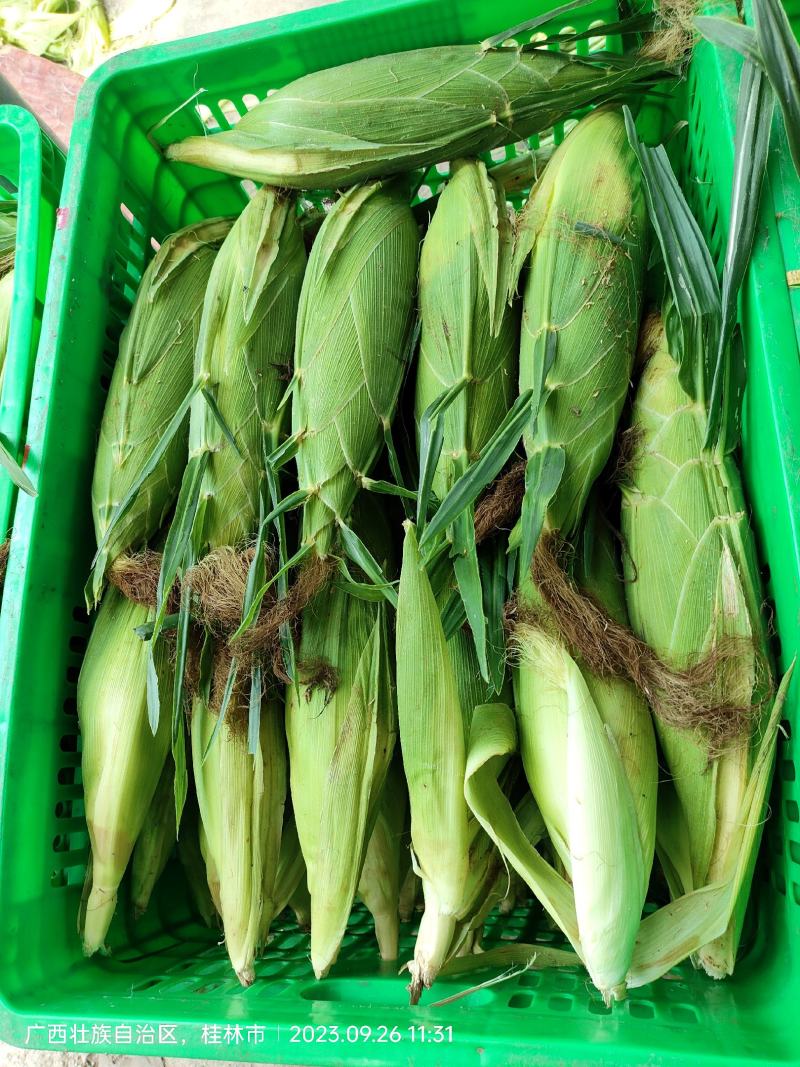 大量供应甜玉米。