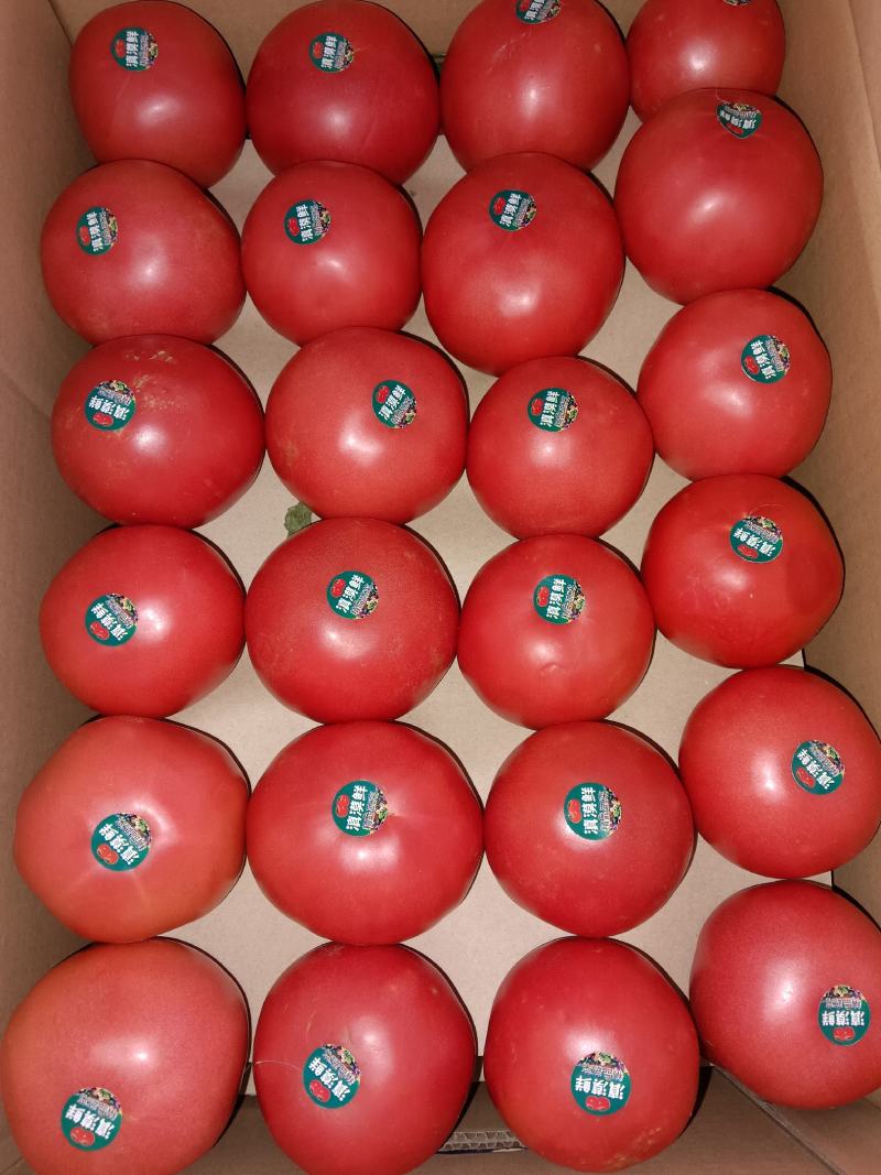 《推荐》新疆西红柿精品硬粉西红柿大量上市品质保证电联