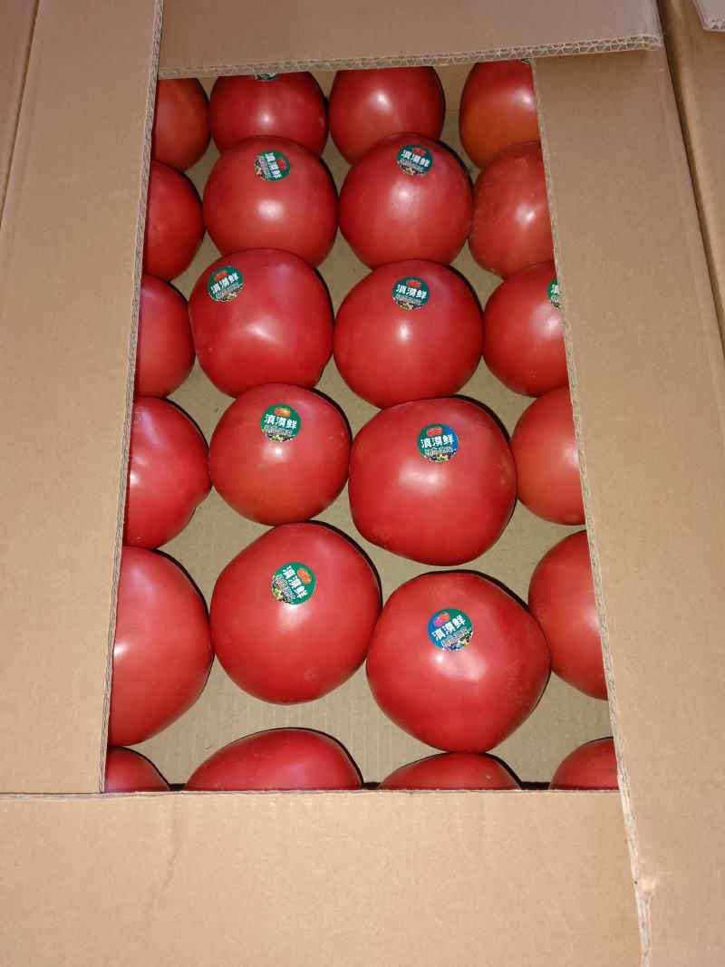 《推荐》新疆西红柿精品硬粉西红柿大量上市品质保证电联