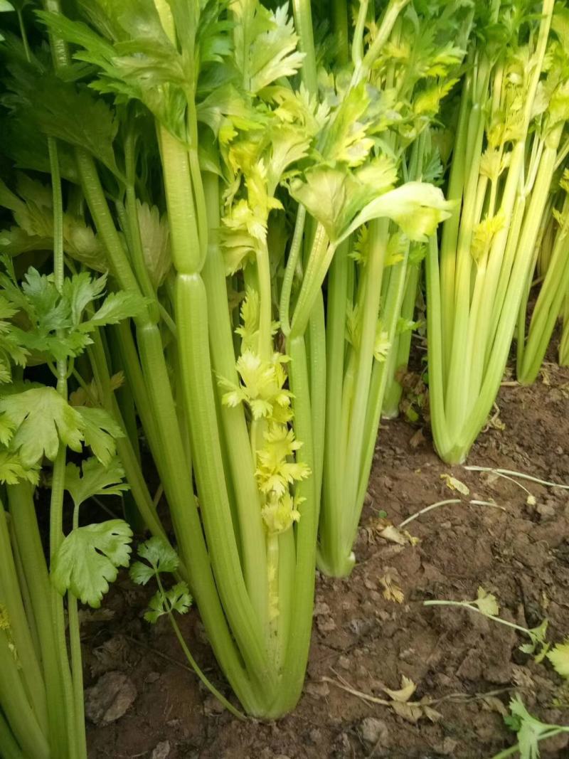 山东滨州芹菜大量上市万亩基地直供全国代发