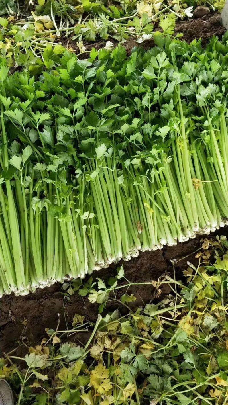 山东滨州芹菜大量上市万亩基地直供全国代发