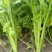 山东滨州芹菜大量上市万亩基地直供全国代发