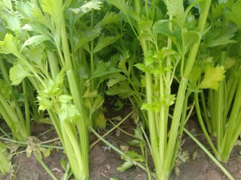 山东滨州芹菜大量上市万亩基地直供全国代发