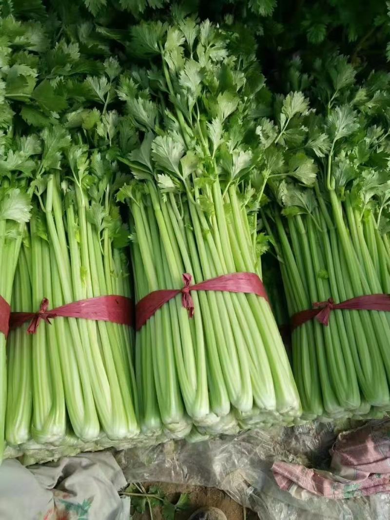 山东滨州芹菜大量上市万亩基地直供全国代发