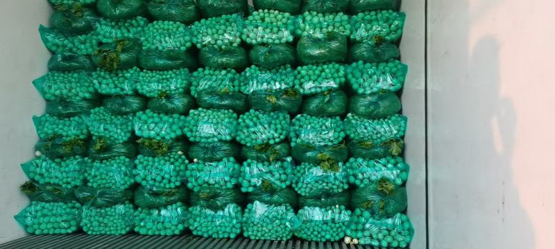 山东滨州芹菜基地法国皇后西芹大吨位供货产地直供