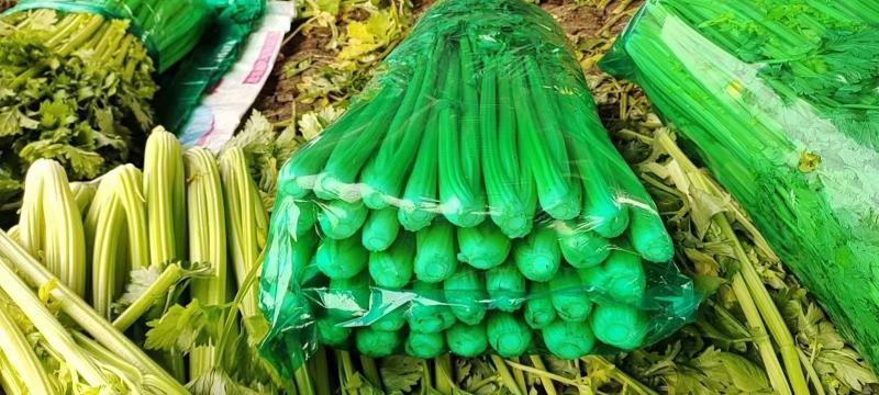 山东滨州芹菜基地法国皇后西芹大吨位供货产地直供