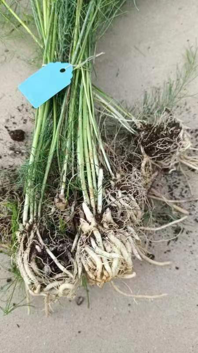 杂交一代芦笋苗荷塘月色高产抗病，成活率高，现挖现发