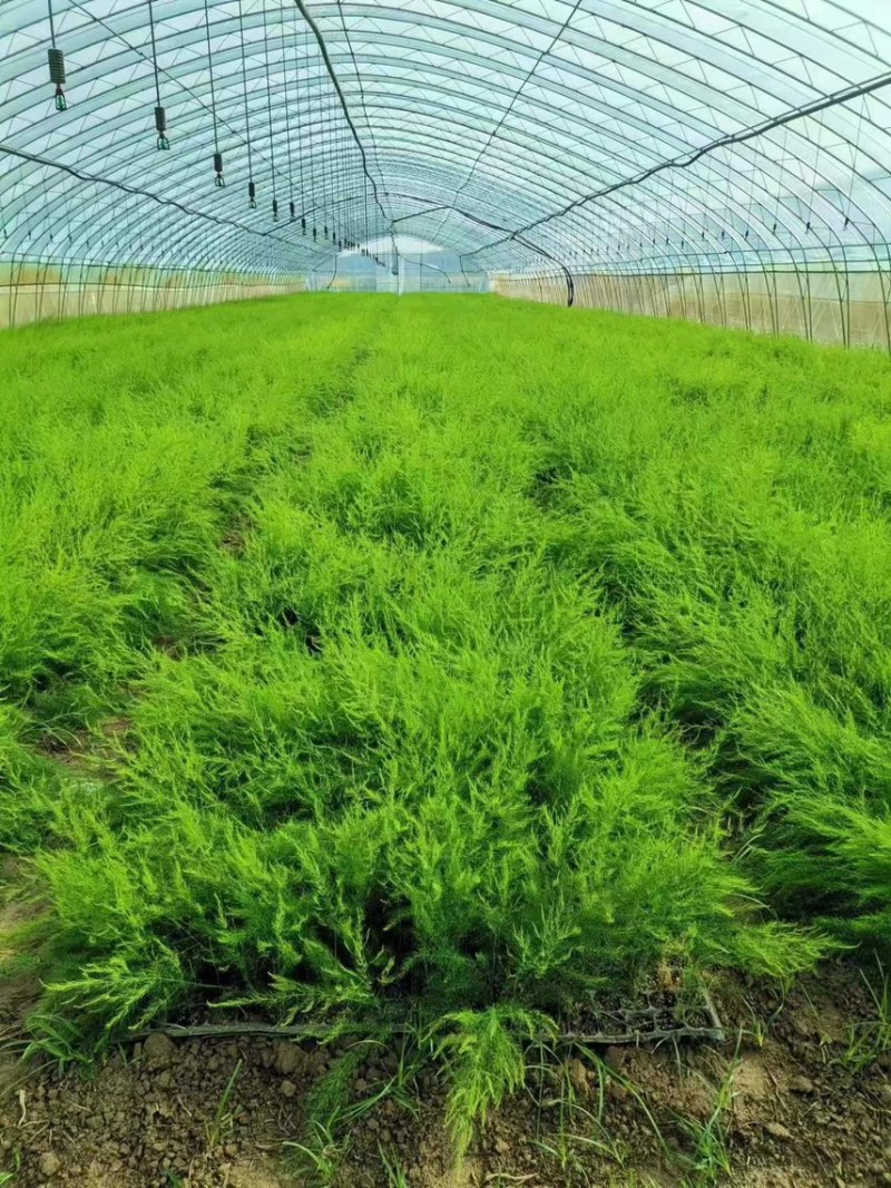 杂交一代芦笋苗荷塘月色高产抗病，成活率高，现挖现发