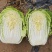 宁夏银川沙地白菜4.56.矮颗形，无虫无黑点