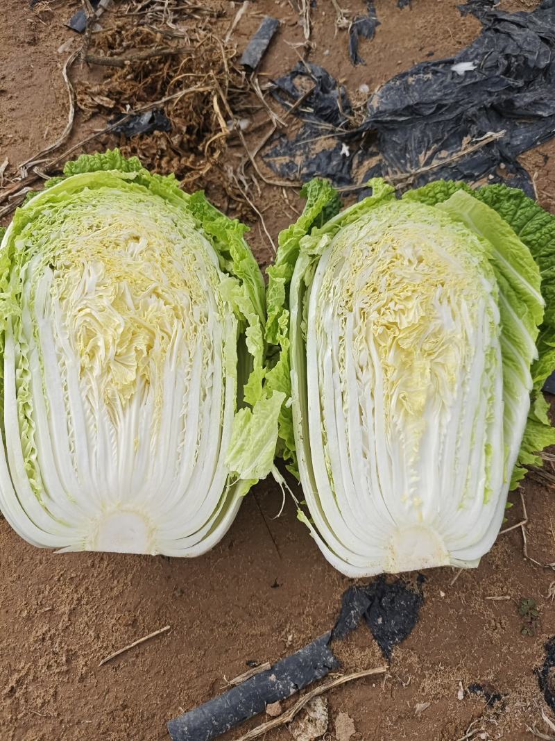 宁夏银川沙地白菜4.56.矮颗形，无虫无黑点