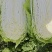 宁夏银川沙地白菜4.56.矮颗形，无虫无黑点