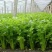 山东滨州芹菜基地法国皇后西芹大吨位供货产地直供