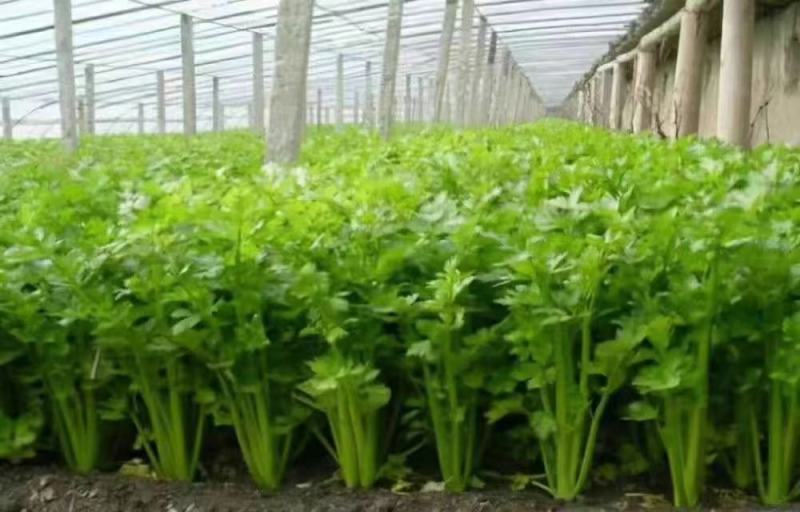 山东滨州芹菜基地法国皇后西芹大吨位供货产地直供