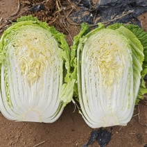 宁夏银川沙地白菜4.56.矮颗形，无虫无黑点