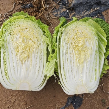 宁夏银川沙地白菜4.56.矮颗形，无虫无黑点