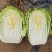 宁夏银川沙地白菜4.56.矮颗形，无虫无黑点