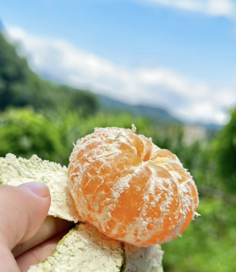 蜜橘/蜜桔/大量上市/产地直发供应市场电商/欢迎咨询