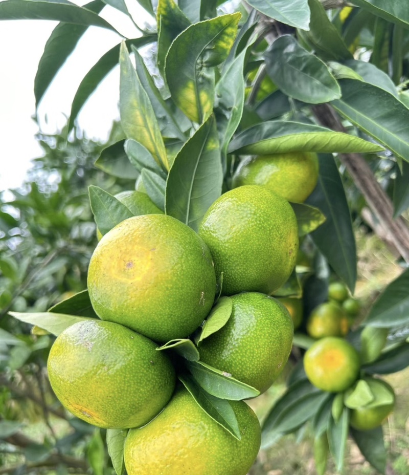 蜜橘/蜜桔/大量上市/产地直发供应市场电商/欢迎咨询
