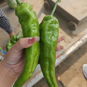 辣椒