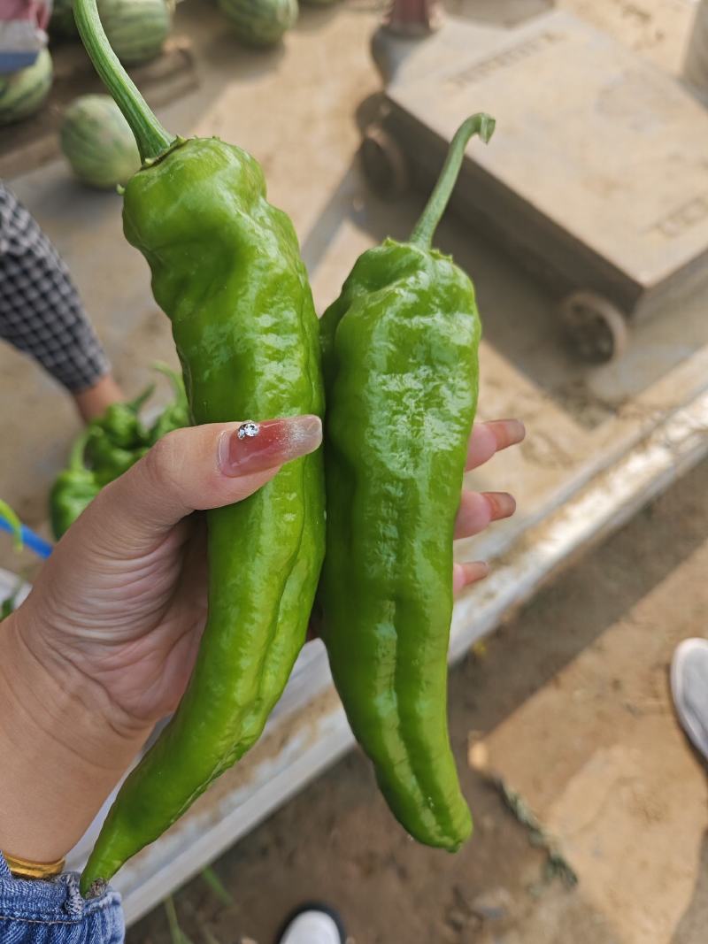 辣椒
