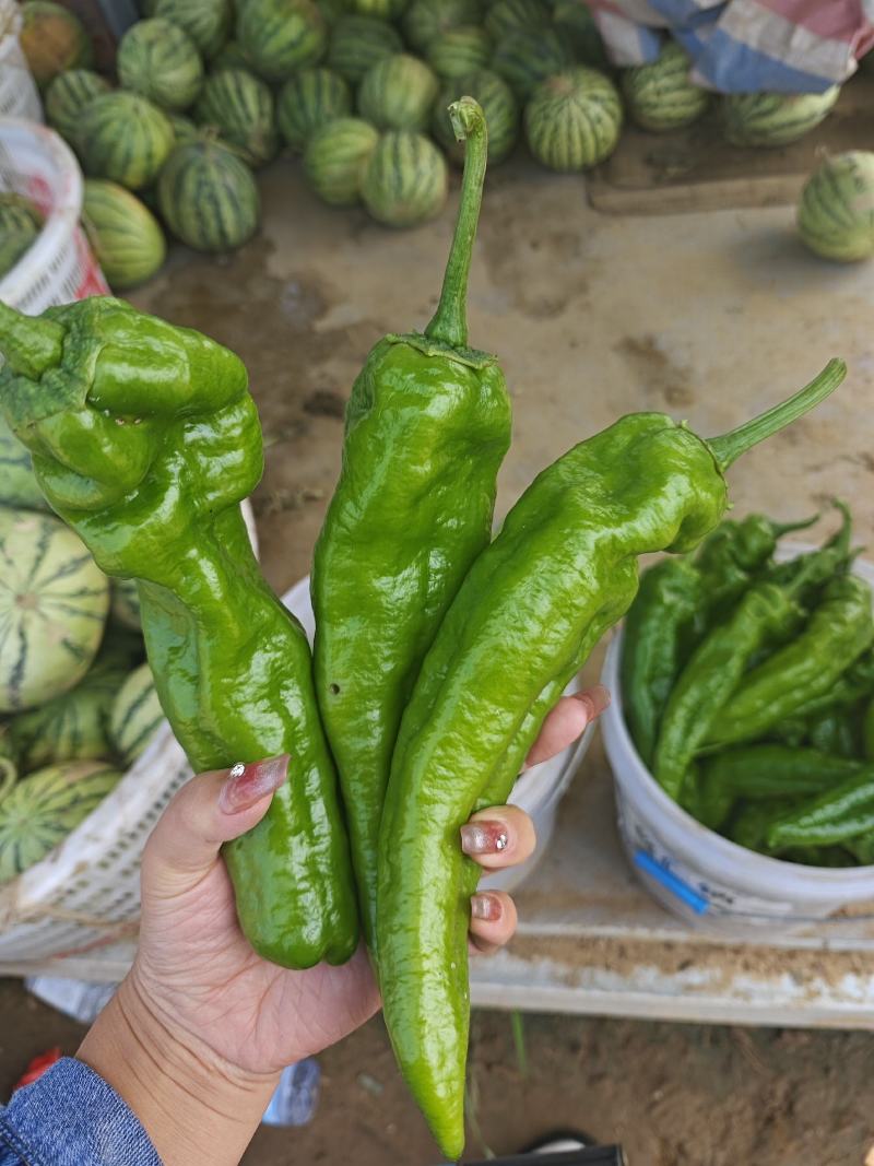 辣椒