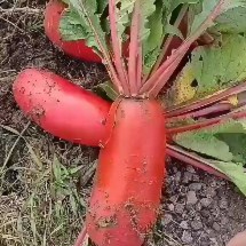 红皮萝卜产地直供货源充足可对接连锁商超欢迎订购