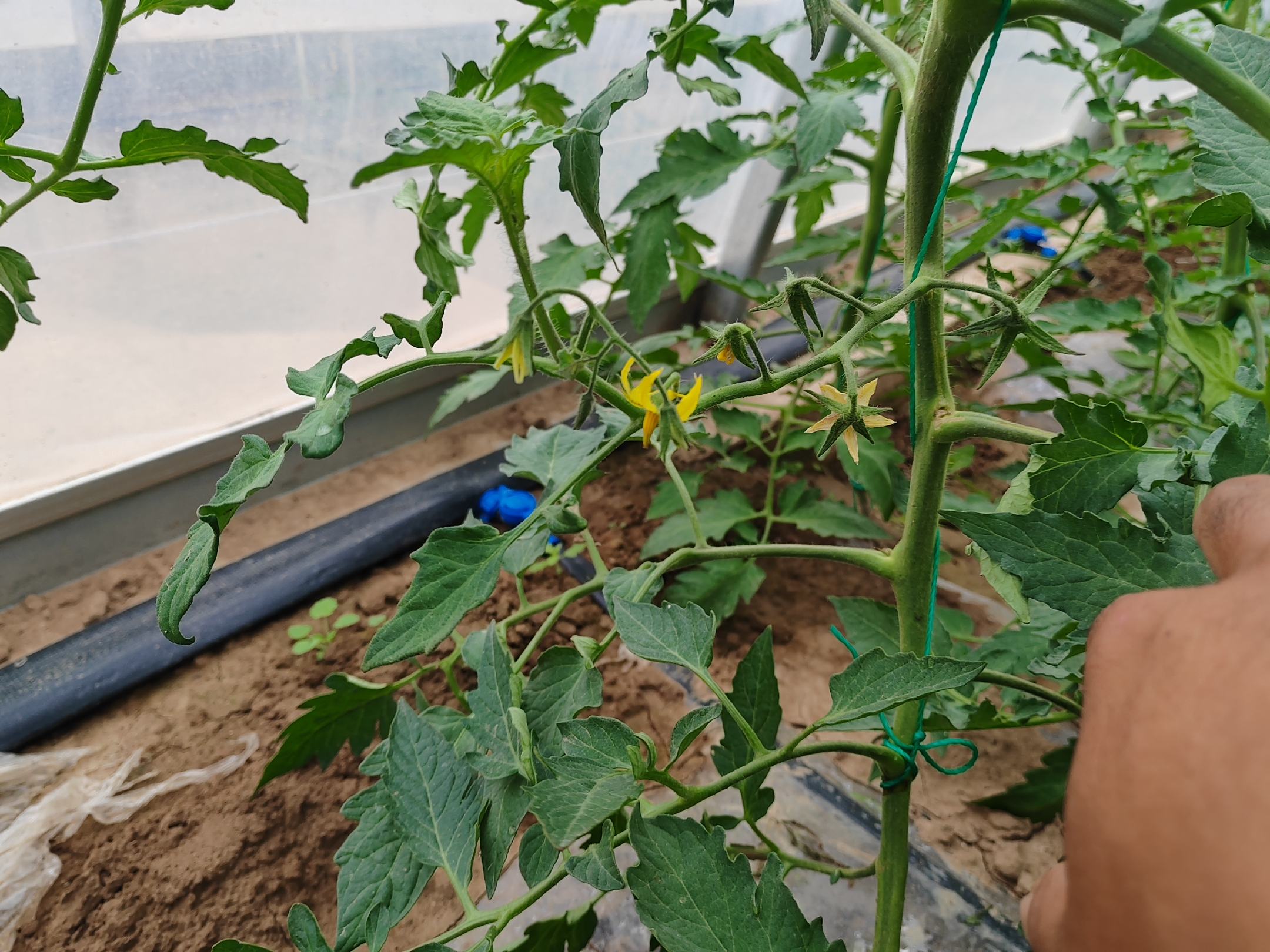番茄花与黄瓜花对比图
