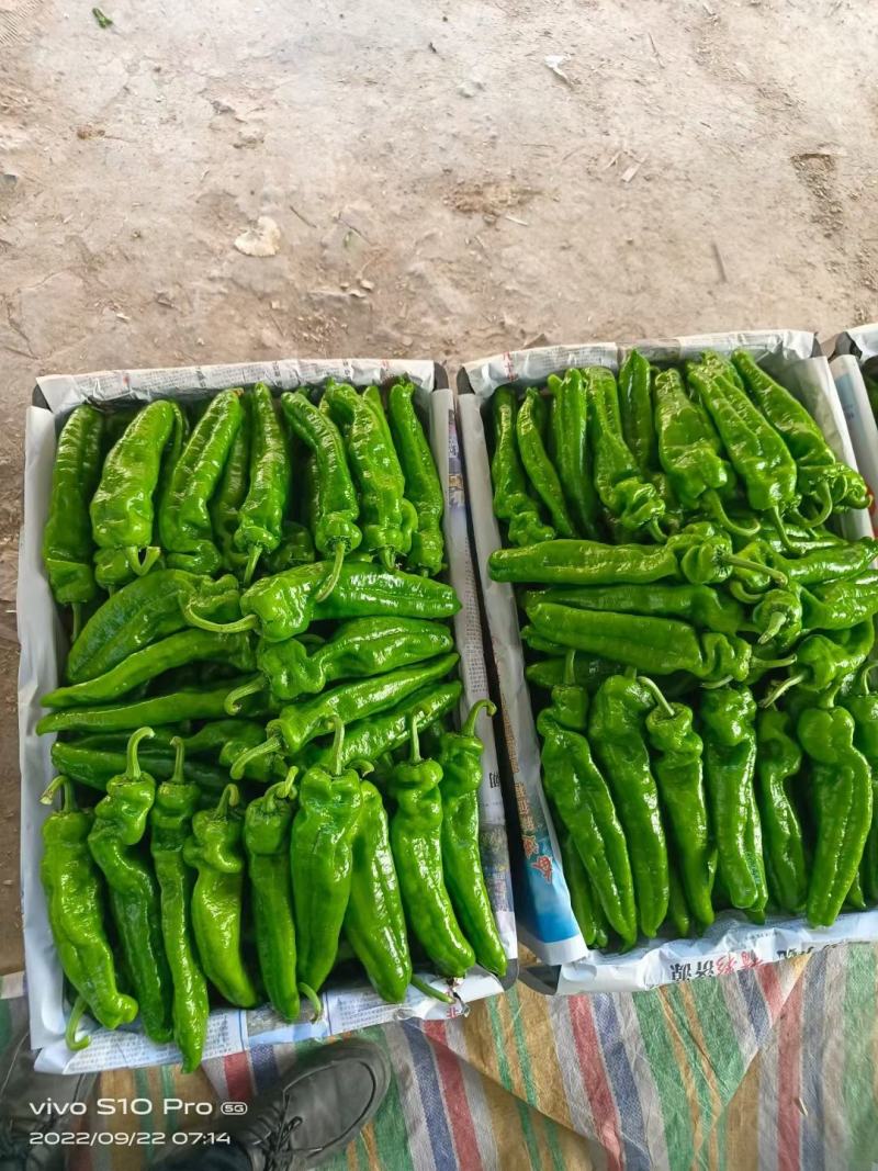 【精品】鲜辣椒，泡椒，薄皮辣椒，螺丝椒，线椒大量供应中，
