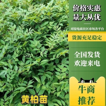 中药材川黄柏苗，基地常年种植出售规格多样化，数量规模化。