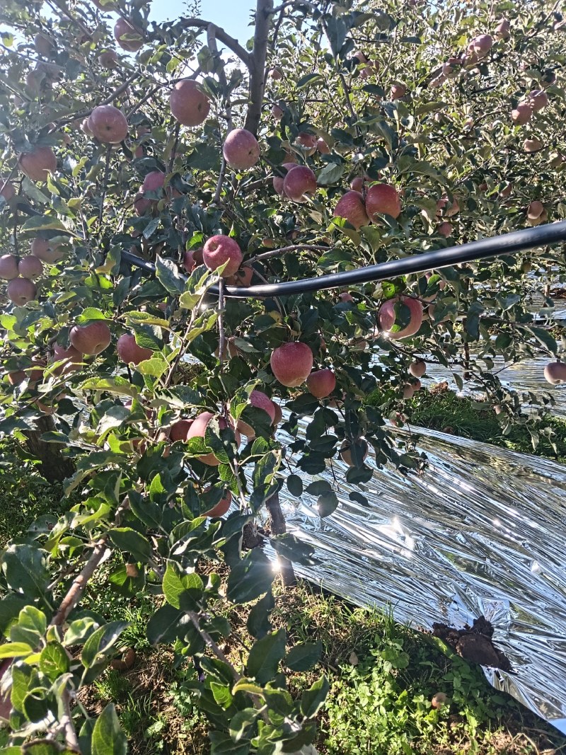盐源丑苹果