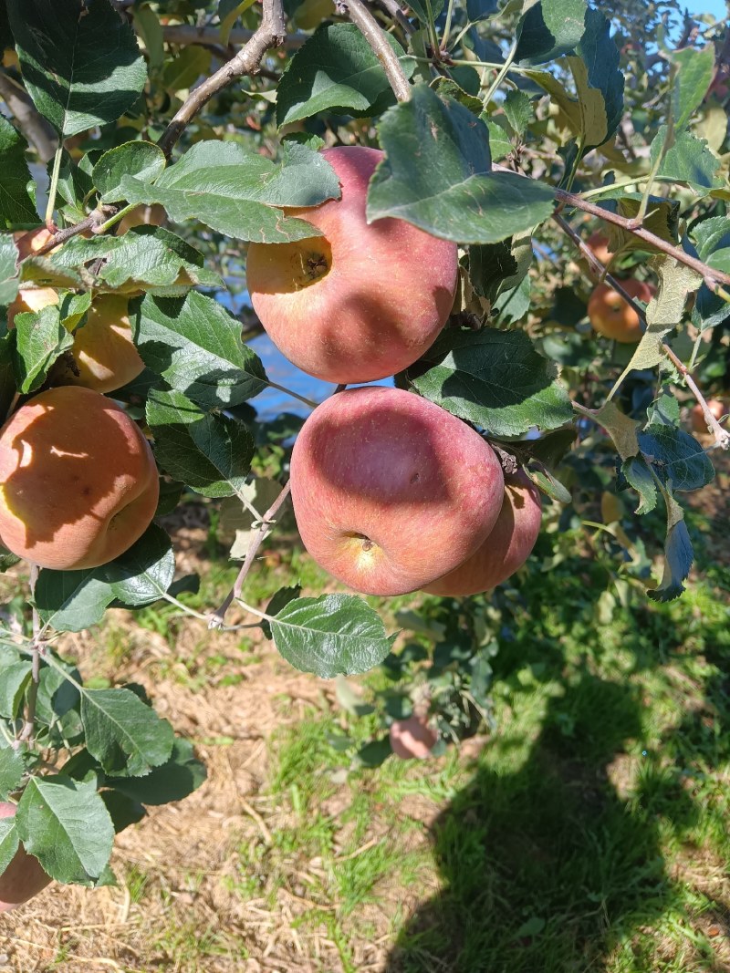 盐源丑苹果