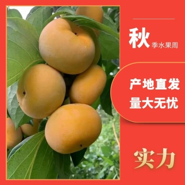 山西阳丰脆柿大量上市可对接电商社区团购各大商超供应链采购商
