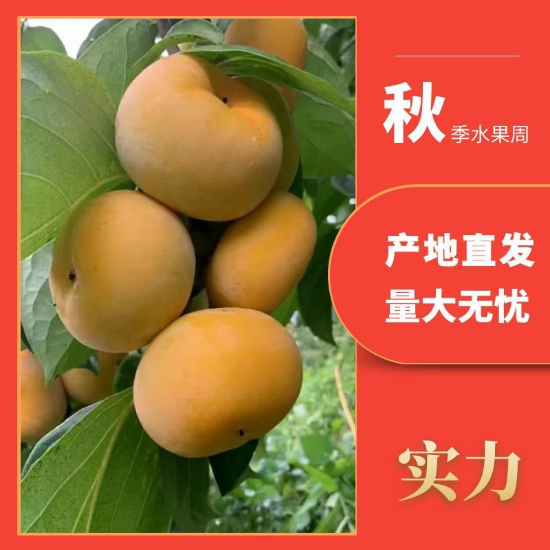 山西阳丰脆柿大量上市可对接电商社区团购各大商超供应链采购商