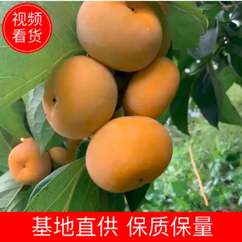 山西阳丰脆柿大量上市可对接电商社区团购各大商超供应链采购商