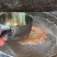 农家自榨花生油古法压榨纯手工现榨无任何添加无泡食用油