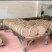 农家自榨花生油古法压榨纯手工现榨无任何添加无泡食用油