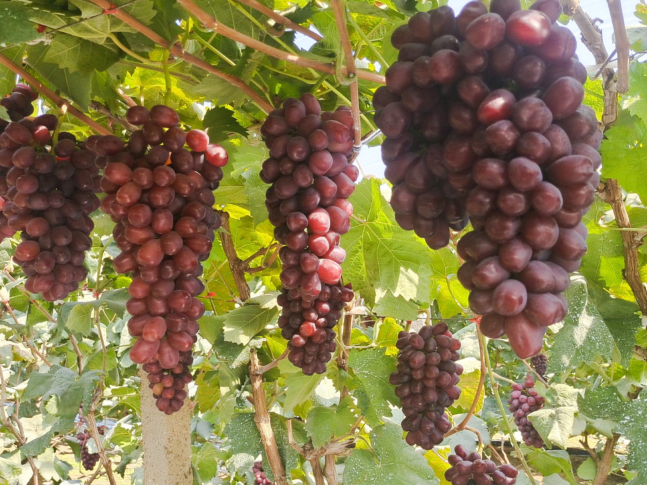 寒香蜜葡萄成熟果实特写