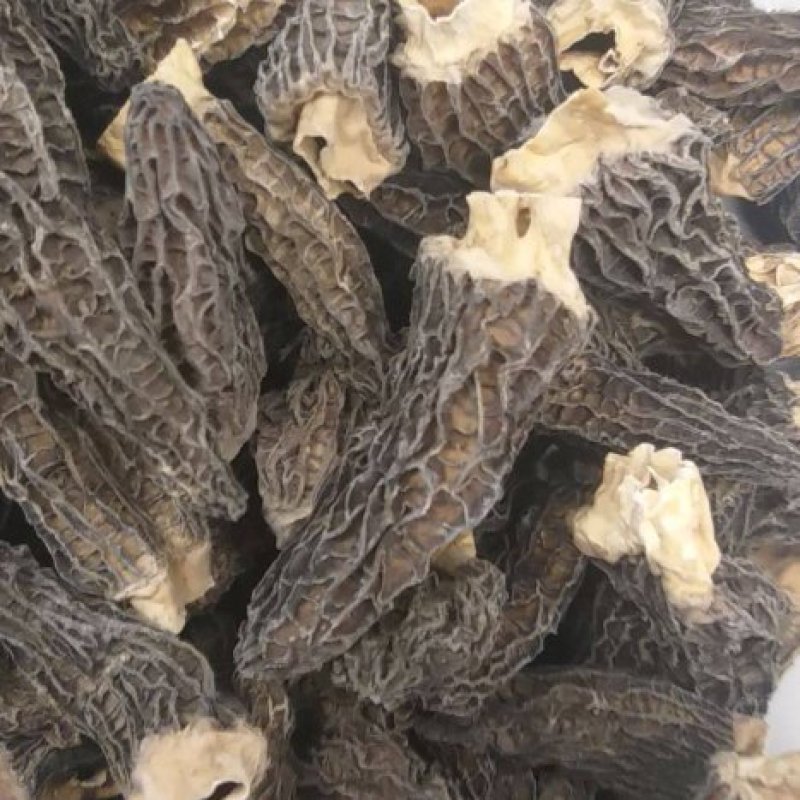 云南羊肚菌