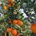 【优质脐橙】脐橙大量上市对接市场，电商，团购，一手货源