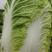 【推荐】精品辽宁白菜杠菜大量现货保质保量可对接商超市