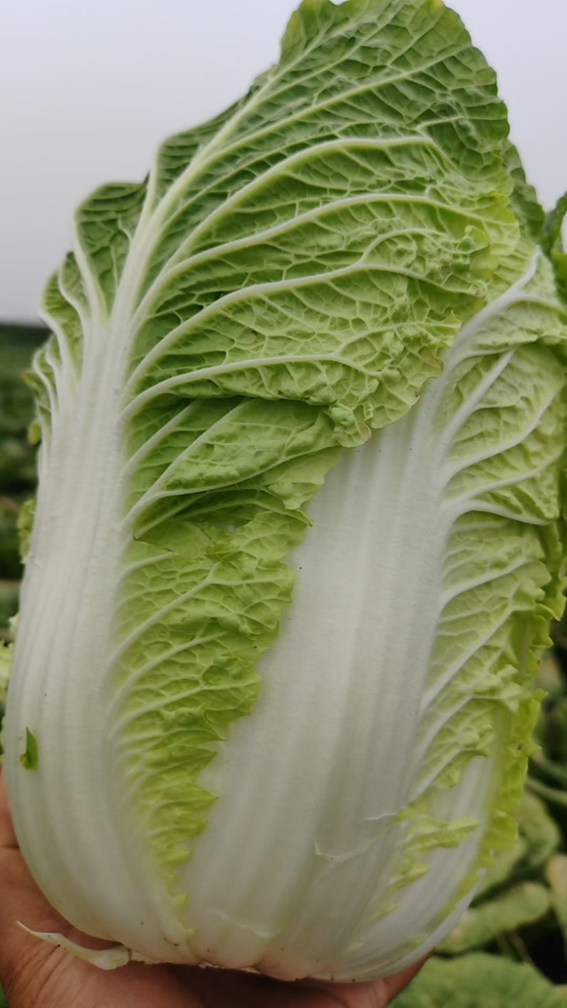 【推荐】精品辽宁白菜杠菜大量现货保质保量可对接商超市