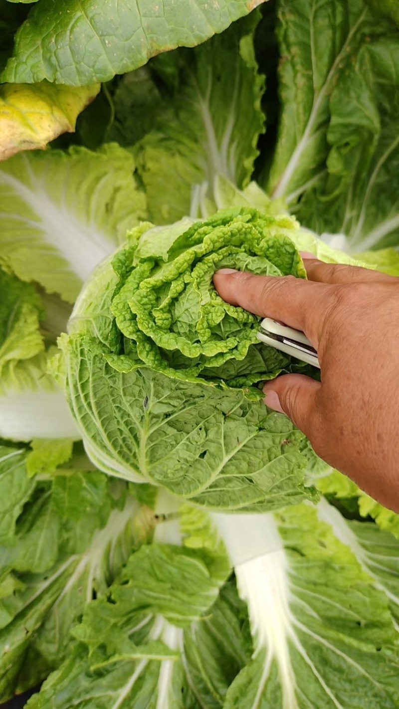【推荐】精品辽宁白菜杠菜大量现货保质保量可对接商超市
