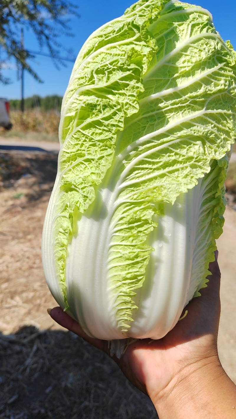 【推荐】精品辽宁白菜杠菜大量现货保质保量可对接商超市